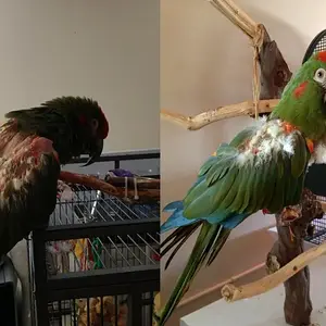 rena 5 week difference.webp