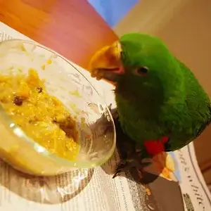 Poe eating dinner.webp