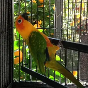 conure2.webp