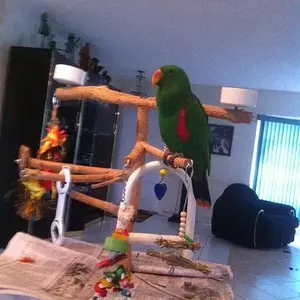 Oliver on His Playstand!.webp