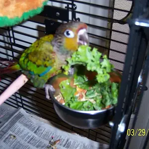 Ziggy n his greens 003.webp