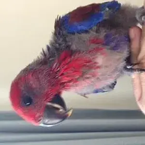 7643d1372228224-baby-eclectus-questions-sorry-photo.webp