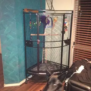 Percy's cage.webp