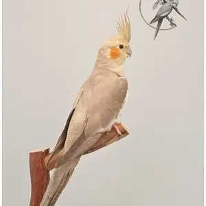 Cinnamon-Cockatiels-2.webp