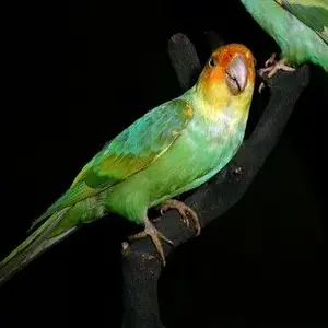 carolina_parakeet_pic_medium.webp