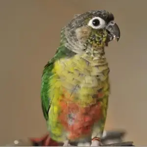 green cheek molting.webp