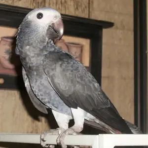 Timneh African Grey  FOA-2014-06                        080414d.webp