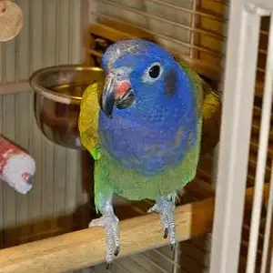 pionus.webp