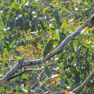 Elegant Parrot Perched.webp