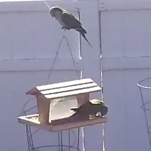 quakers at bird feeder2.webp