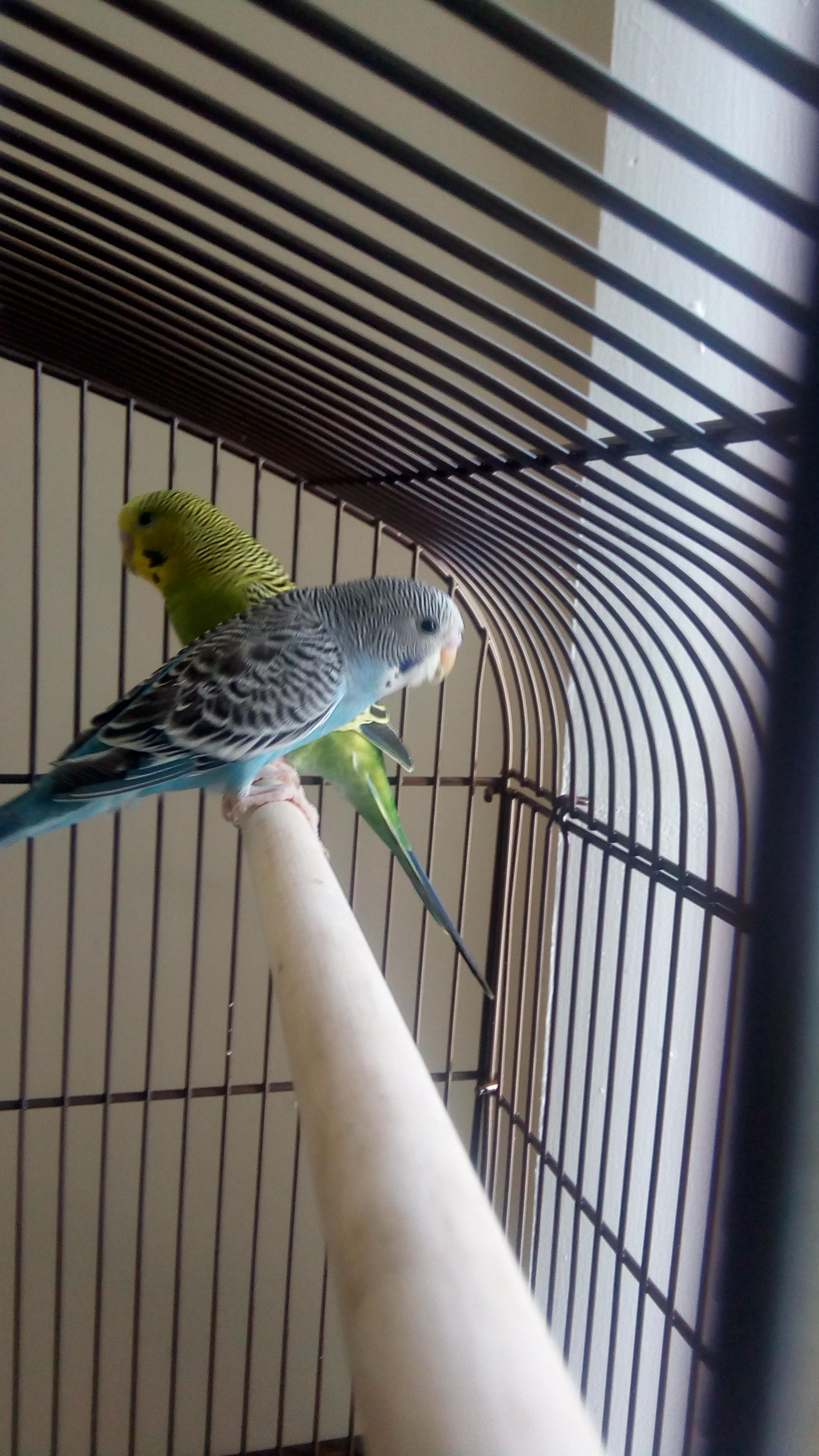 2 Parakeet Best-friends