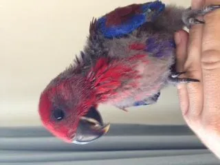 7643d1372228224-baby-eclectus-questions-sorry-photo.webp