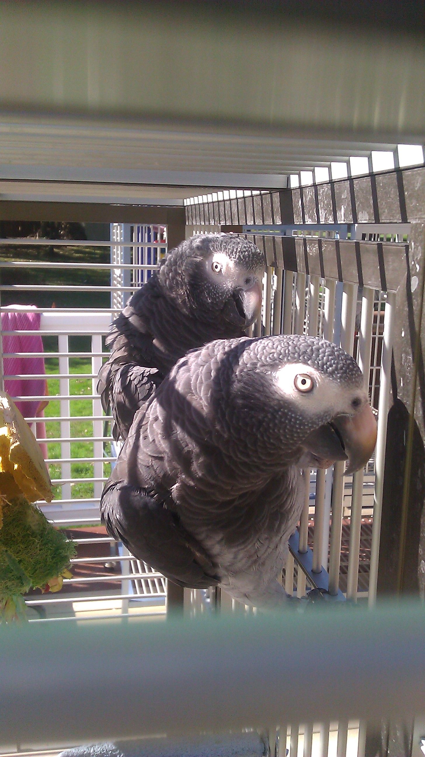 African Grey Timneh