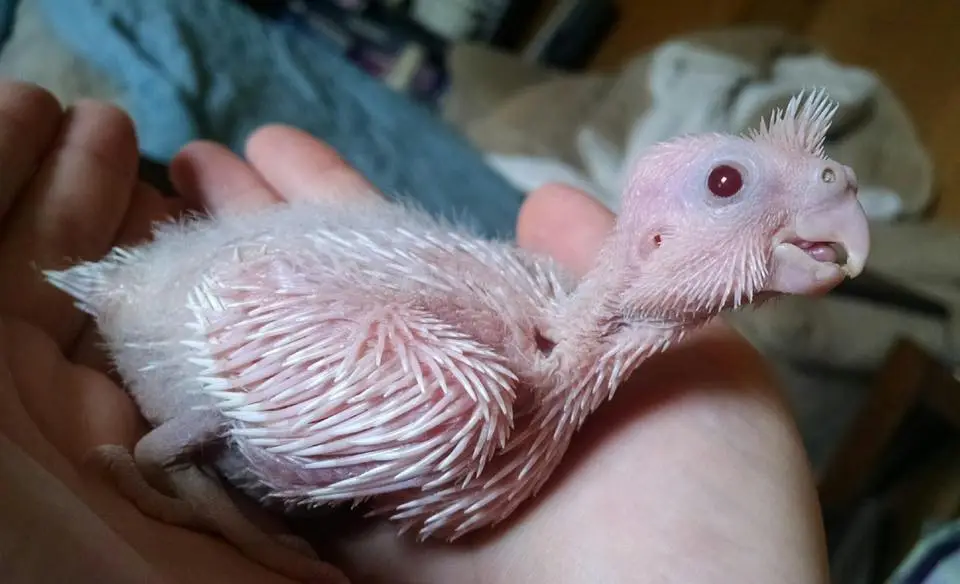 Albino cockatiel hot sale