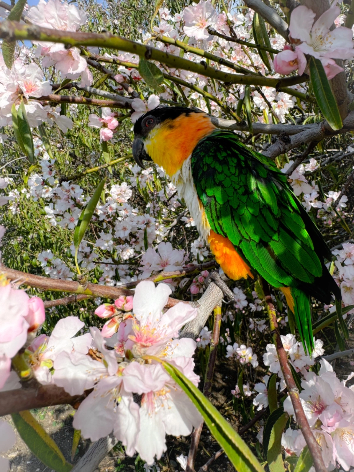 Almond blossom .