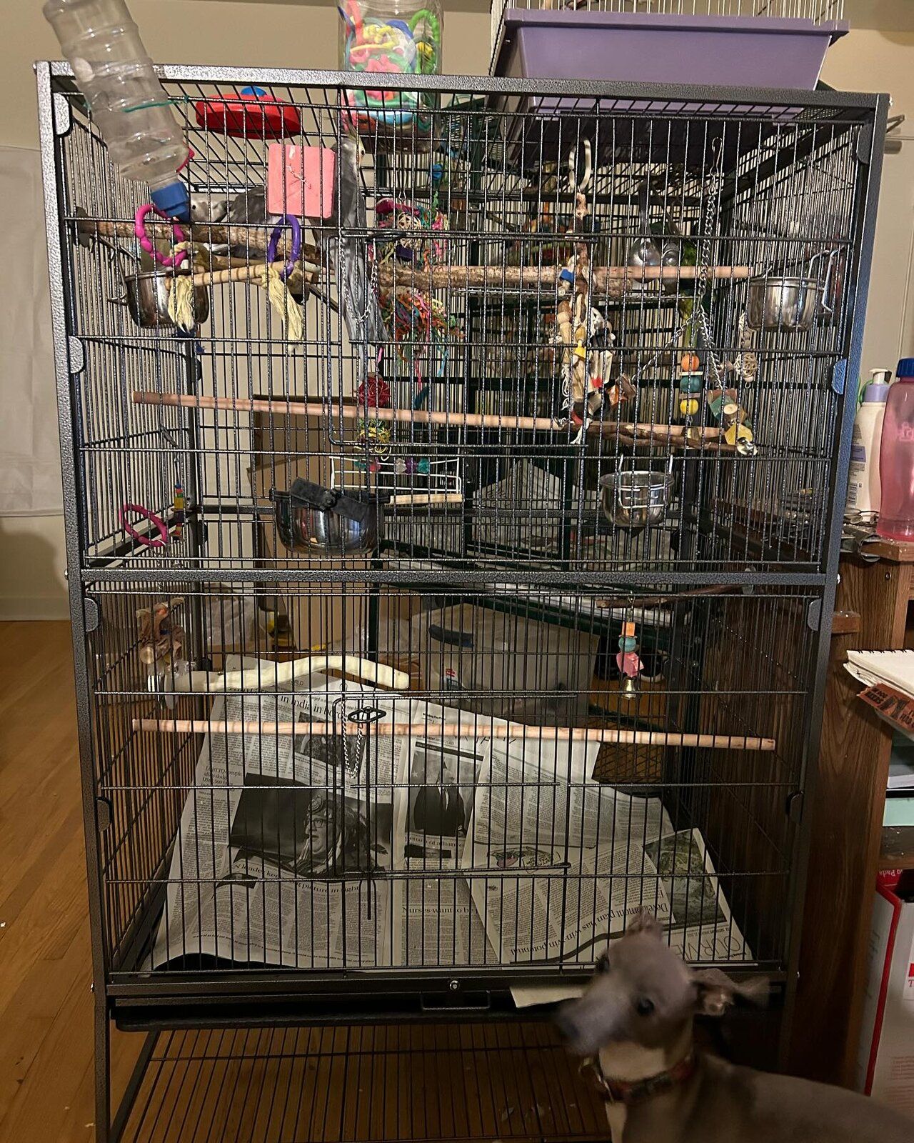 Amazon Bird Cage.jpeg