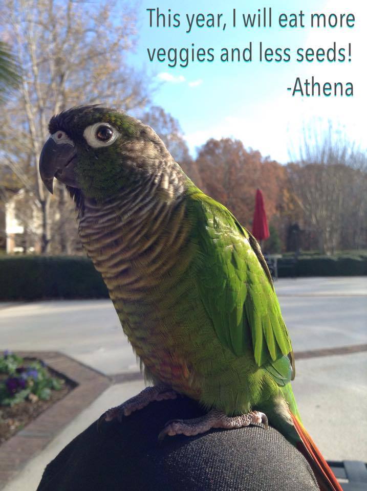 Athena The Bossy Green Cheek