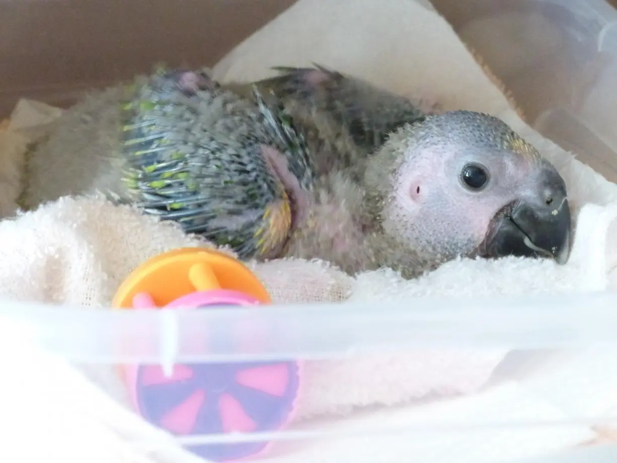 Baby Amazon Parrot 012.webp