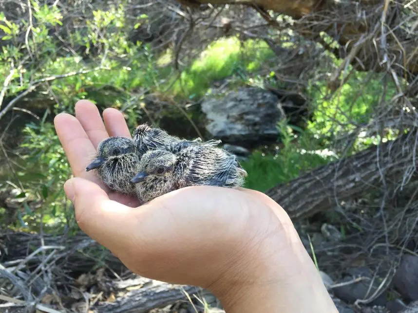 baby doves.webp