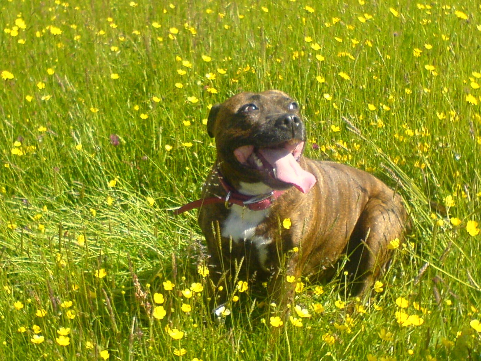 Beau Loving The Great Out Doors