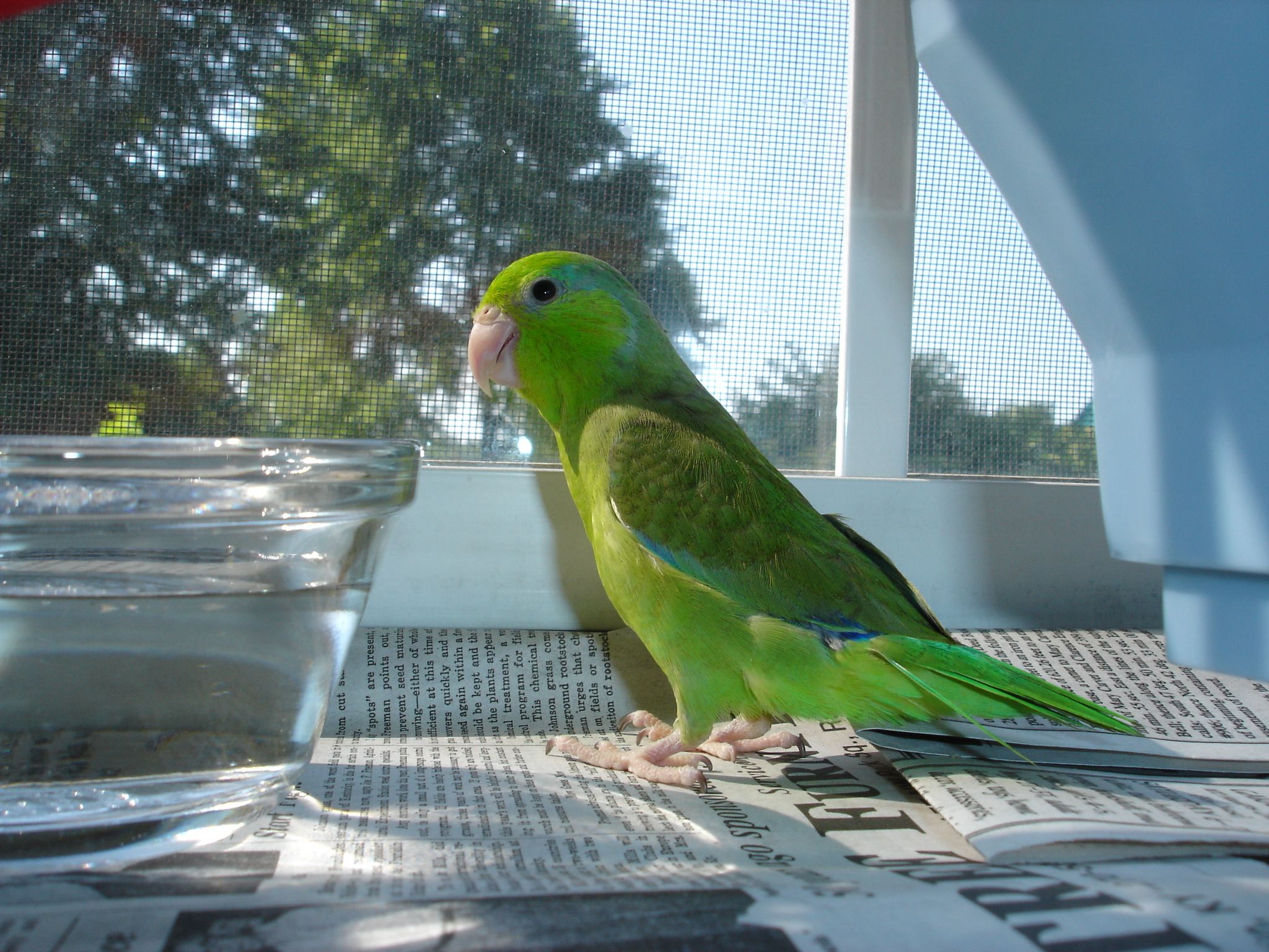 Beemer The Parrotlet