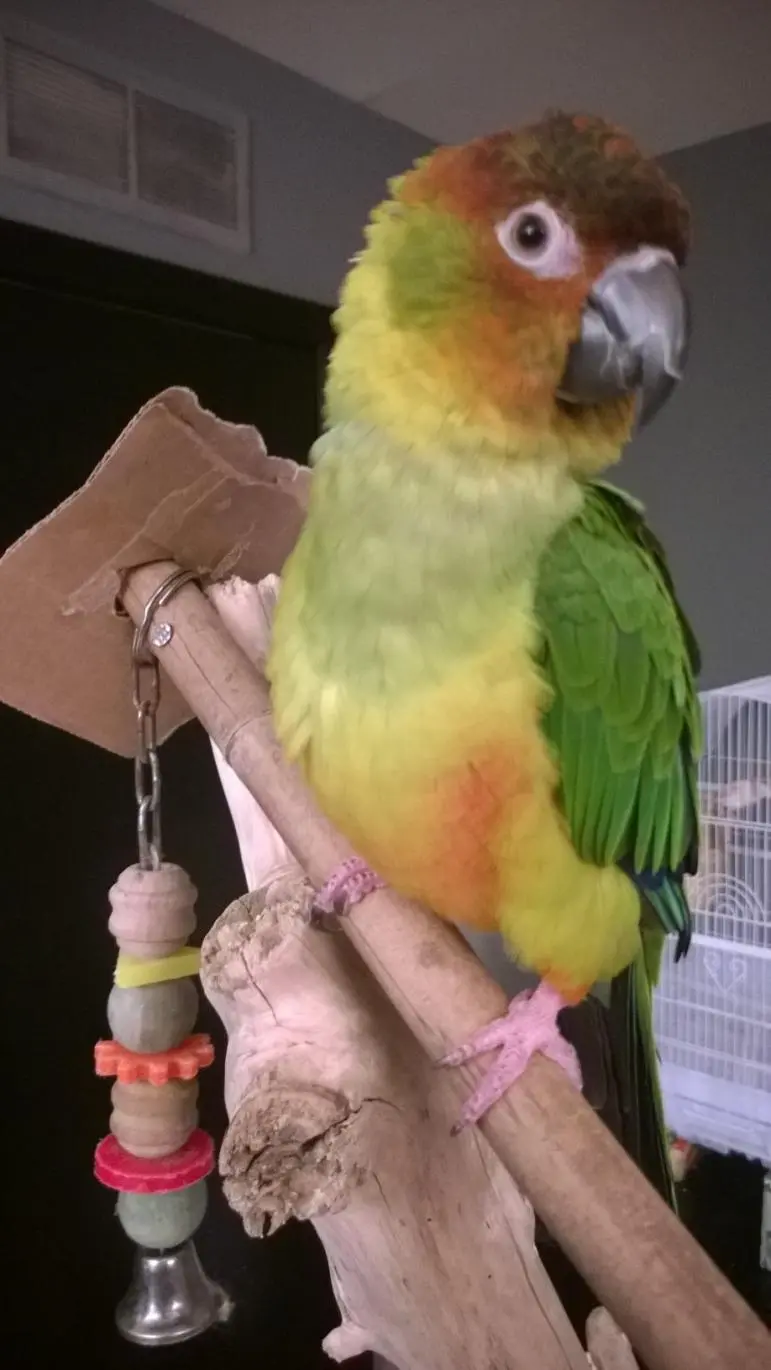 BestPhotoOfConure.webp