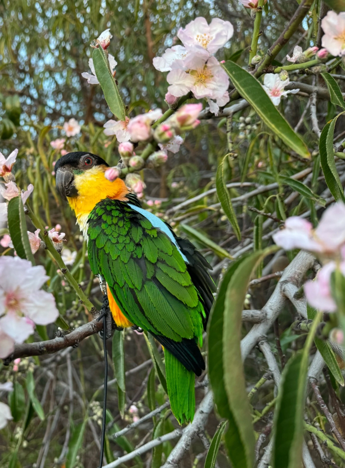 Birb in tree