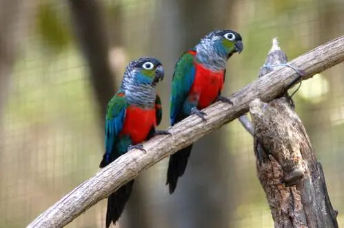 blue conure.webp