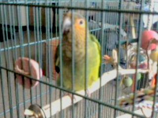 Brown Throat Conure~rusty