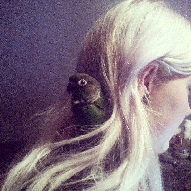 Buddy The Green Cheek Conure.