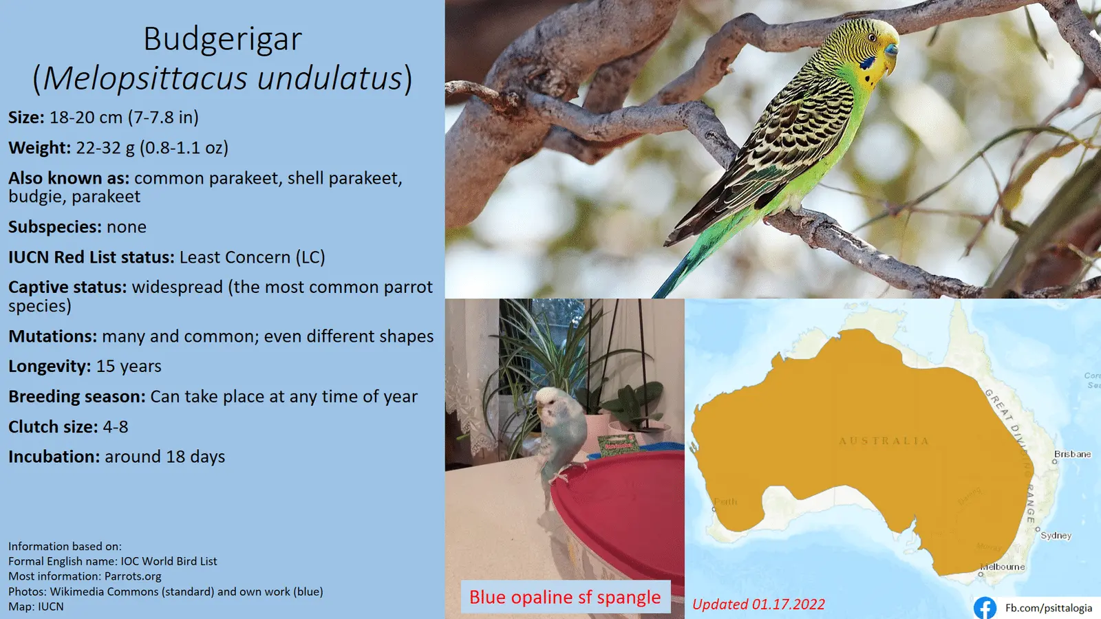 budgerigar.webp