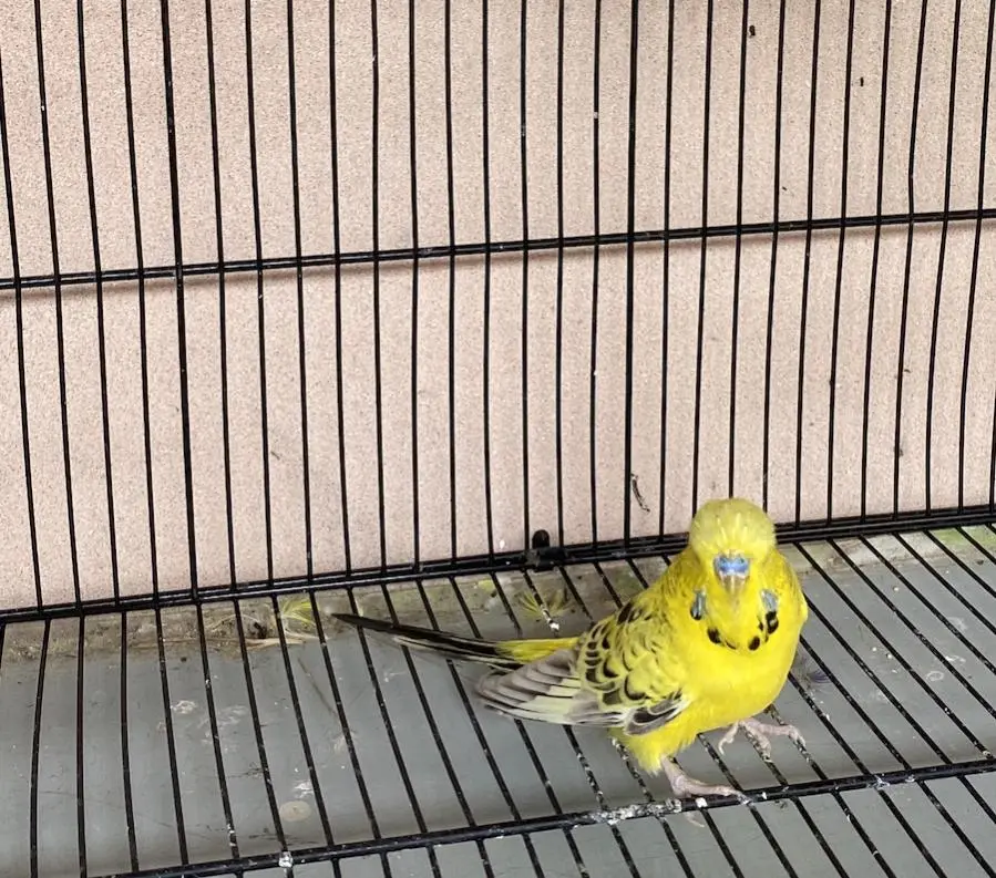 Budgie 2.webp