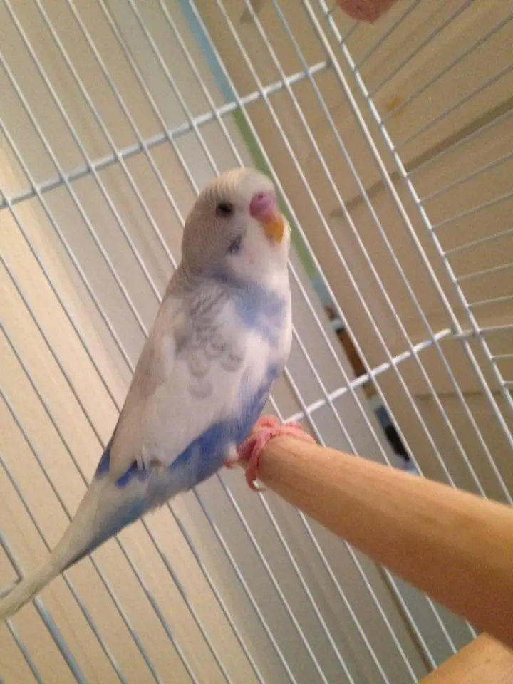 Budgie cere.webp