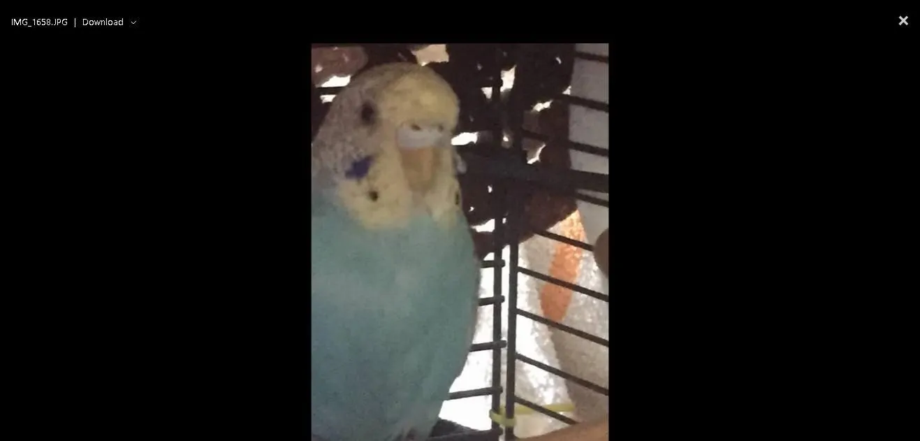 Budgie1.webp