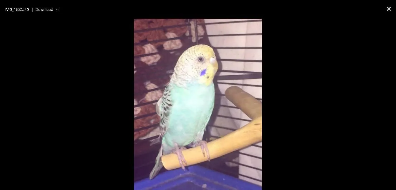 Budgie2.webp