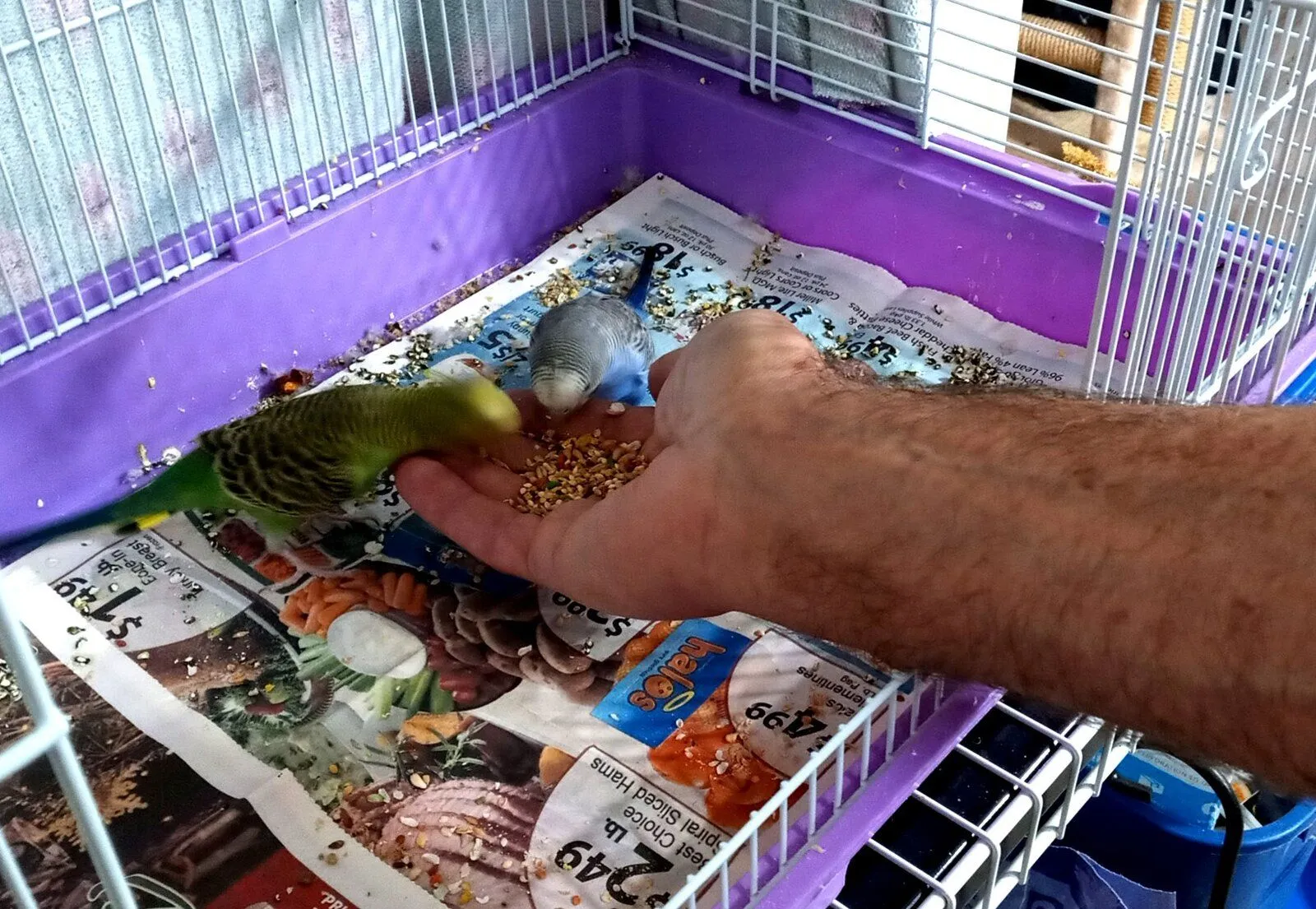 Budgies eating out of hand_12-31-21_cropped (Custom).webp