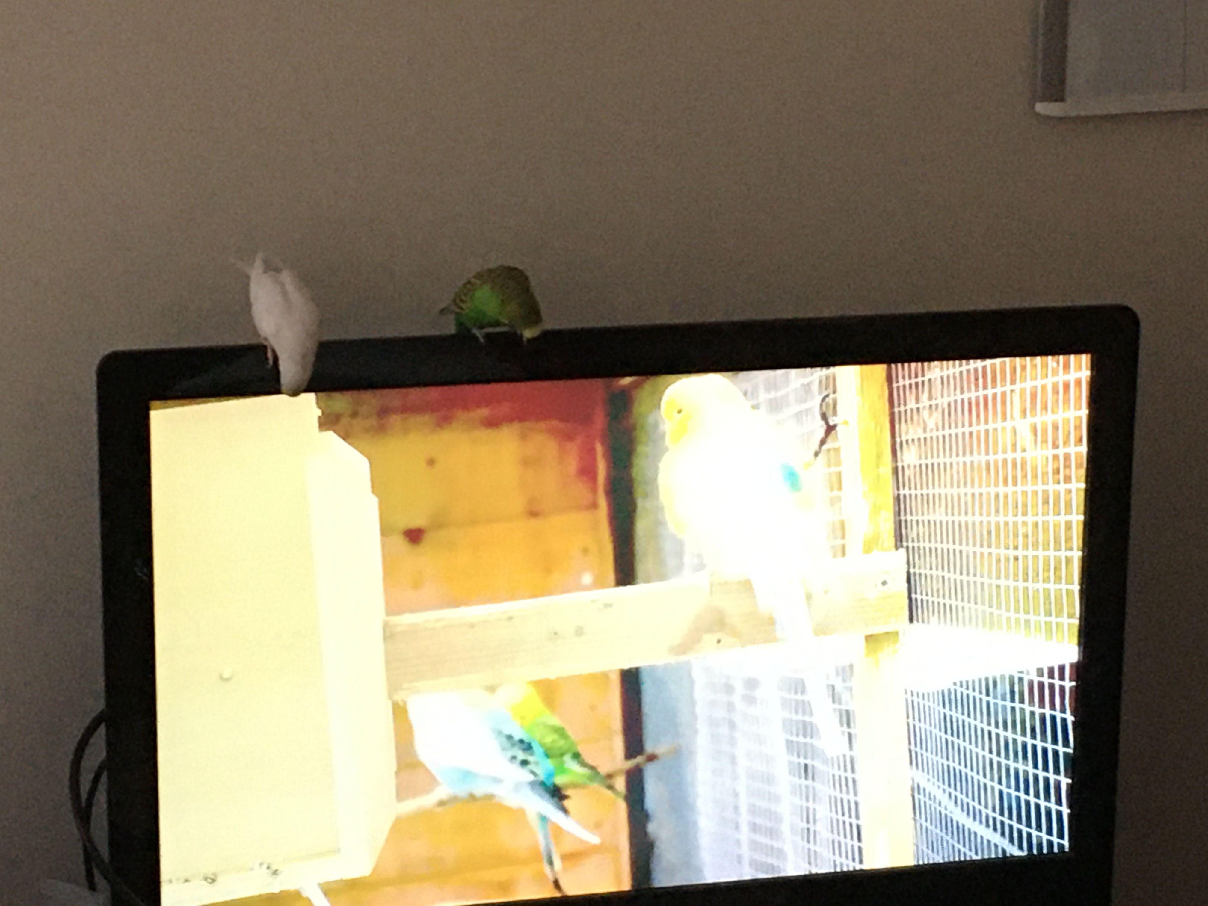 Budgies Naptime