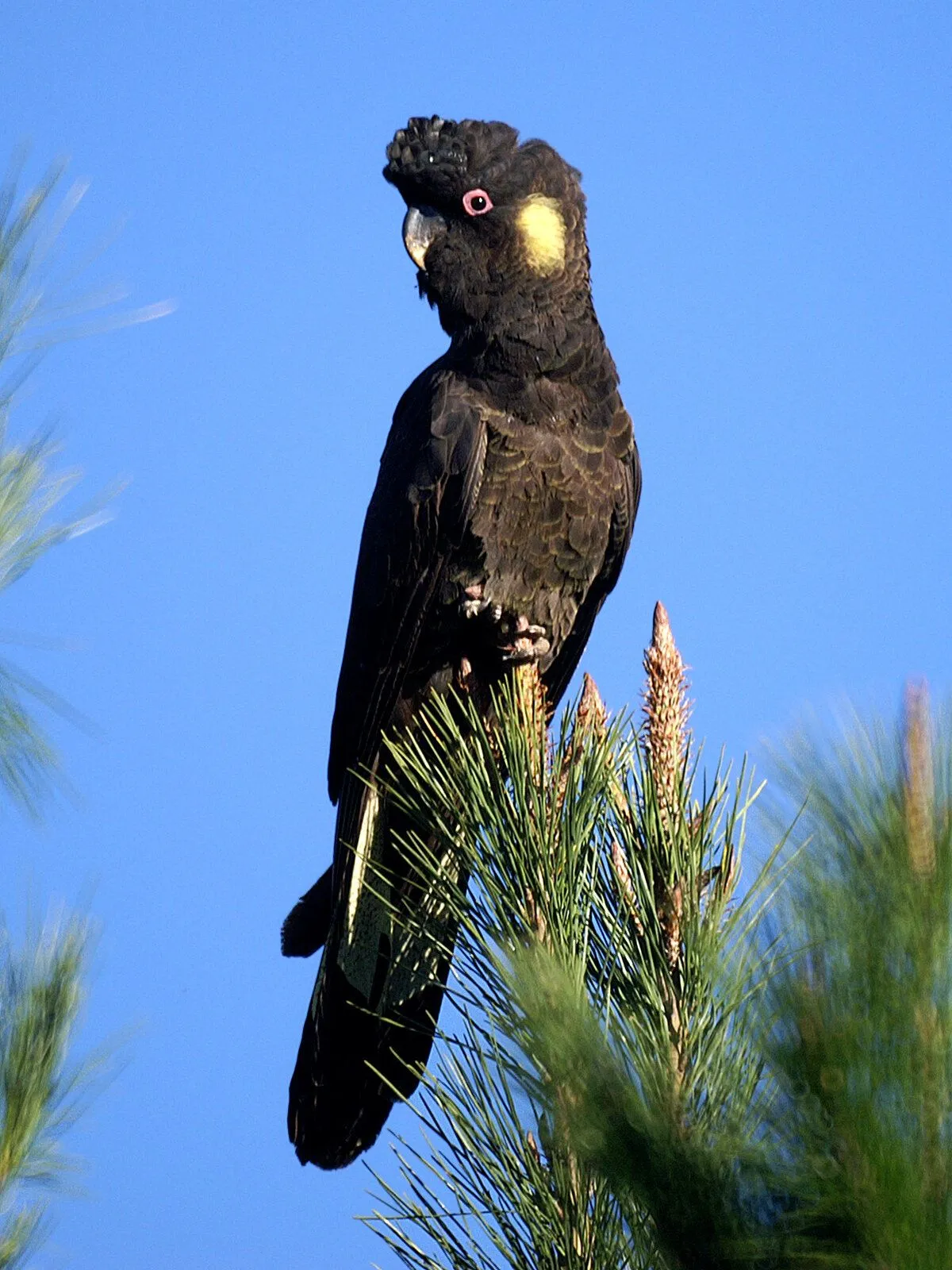 Calyptorhynchus_funereus_(male)_-Wamboin-8.webp