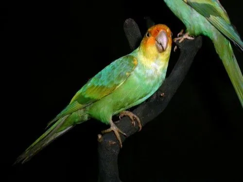 carolina_parakeet_pic_medium.webp