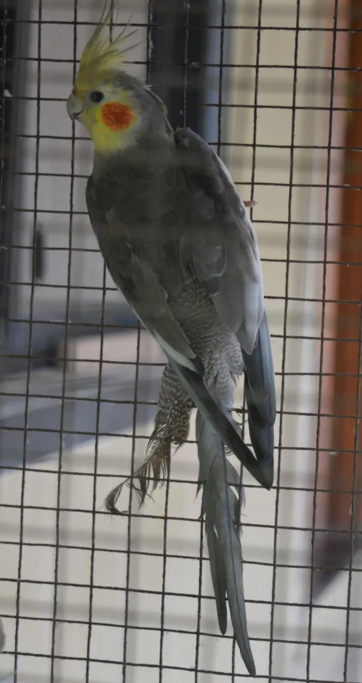 cockatiel 1.webp