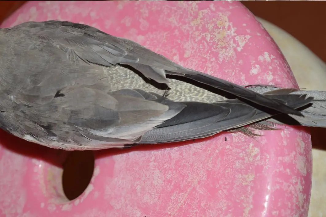 cockatiel 3.webp