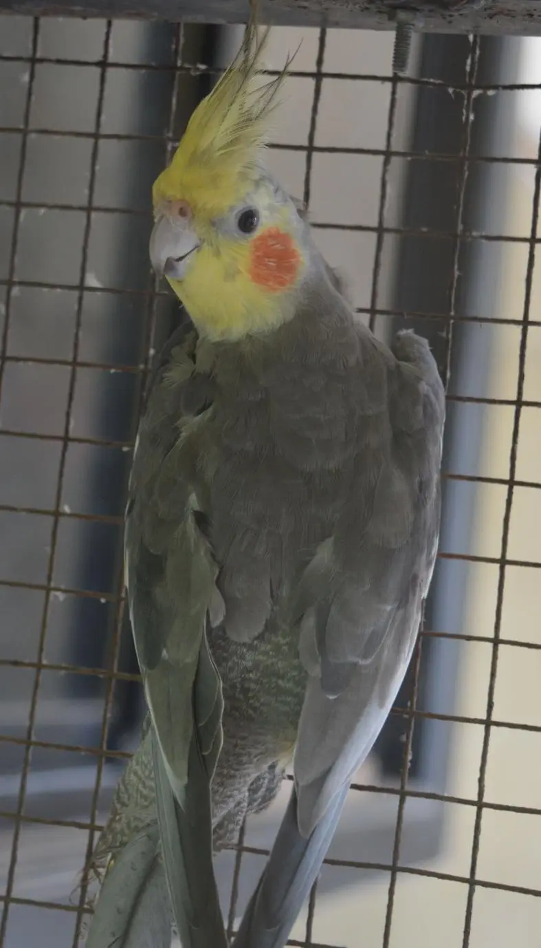 cockatiel 4.webp