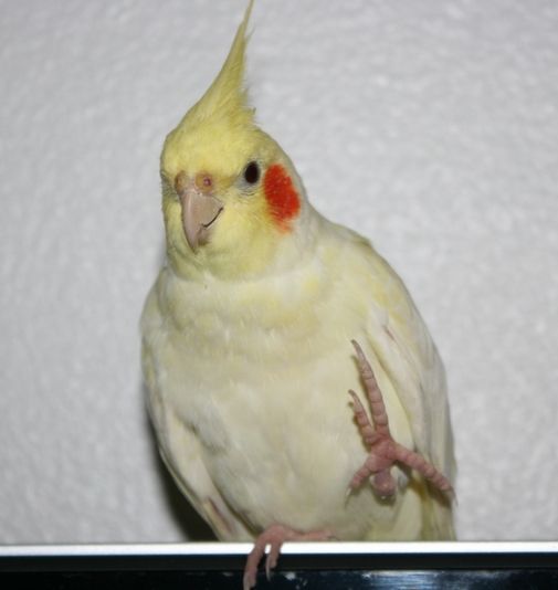 Cockatiel Taiyo