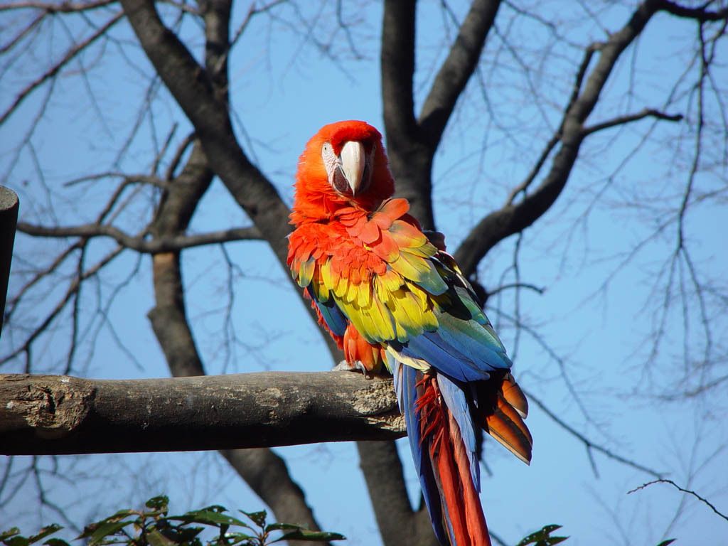 Colorful Parrot Wallpaper