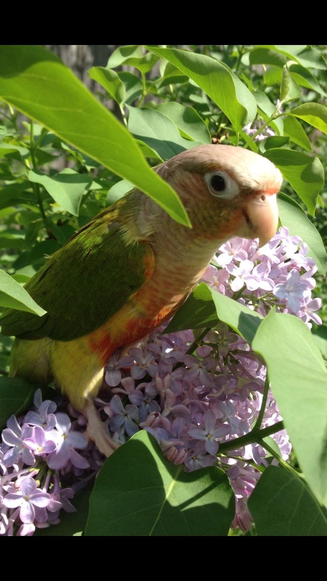 Connie The Cute Conure Loves Little Lilacs!