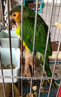 Conure 1.webp