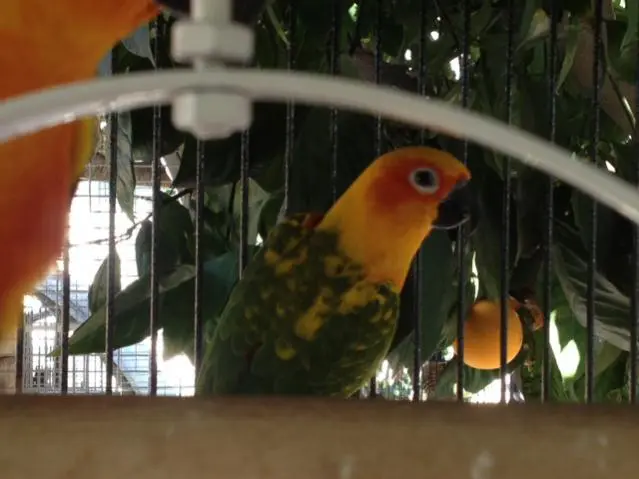 conure1.webp