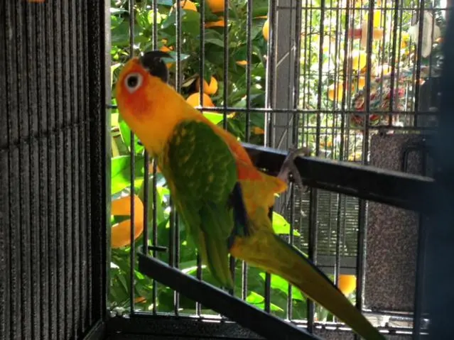 conure2.webp