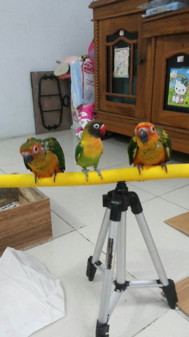 Conure's And Lovebird