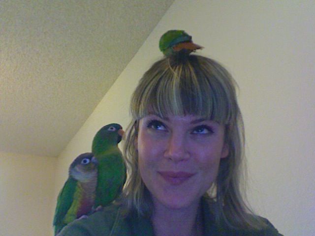 Conures Everywhere!